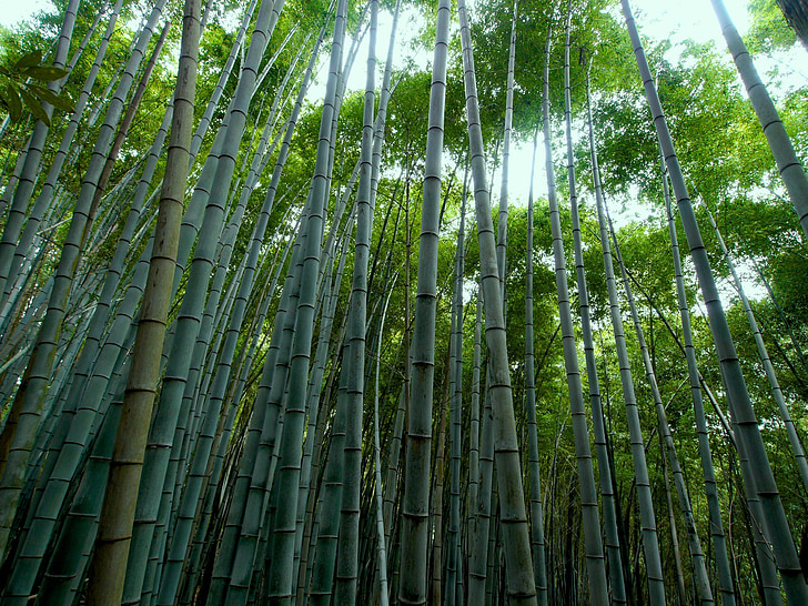 Chinese bamboo trees grow after 5 years and how this is similar to successful businesses